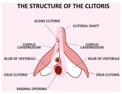 The Horrifying Reality Of "Trans" Surgical Butchery